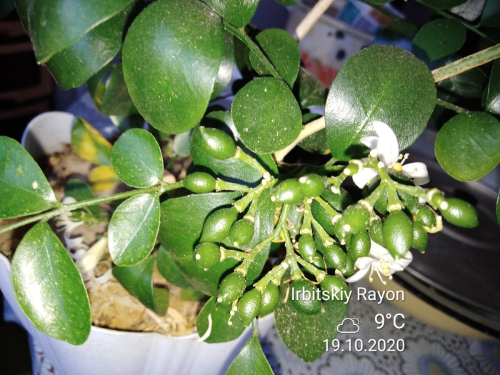 Мурайя комнатное растение