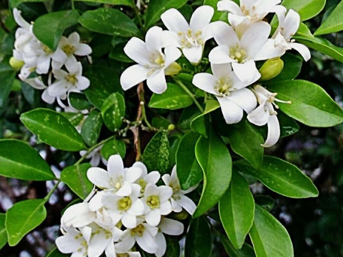 Цветок императора мурайя