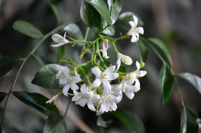 Мурайя жасмин