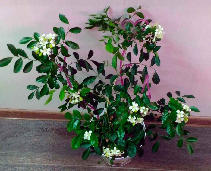 Муррайя метельчатая