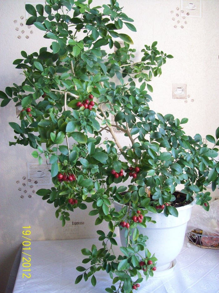 Мурайя комнатное растение