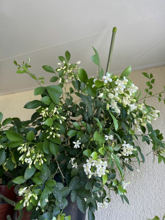 Цветок мурайя