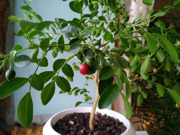 Муррайя карликовая росток