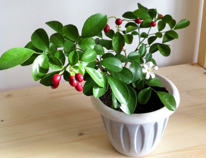 Мурайя комнатное растение