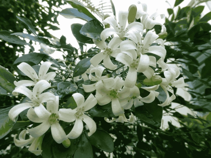 Мурайя цветок