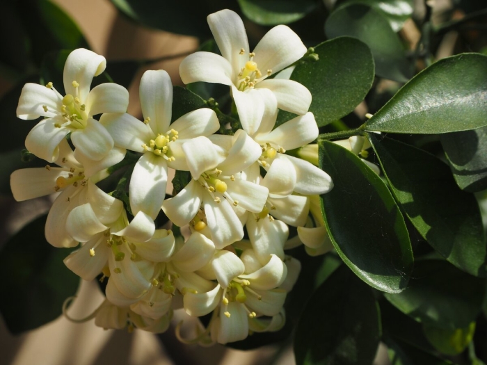 Мурайя цветок