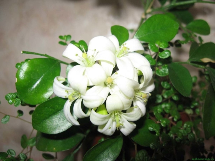 Мурайя цветок