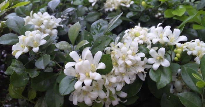 Мурайя цветок