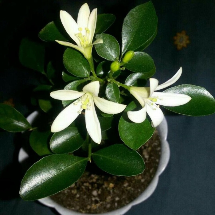 Муррайя красноплодная