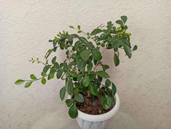 Мурайя уход в домашних условиях