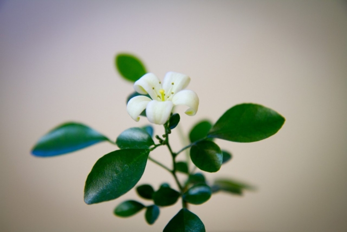 Мурайя жасмин