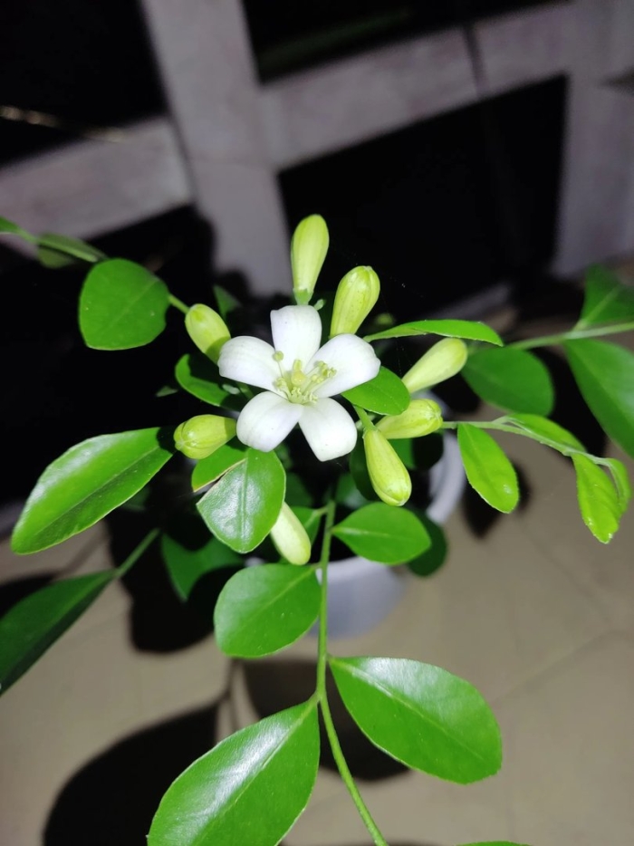 Муррайя метельчатая