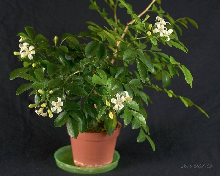 Мурайя листва комнатный