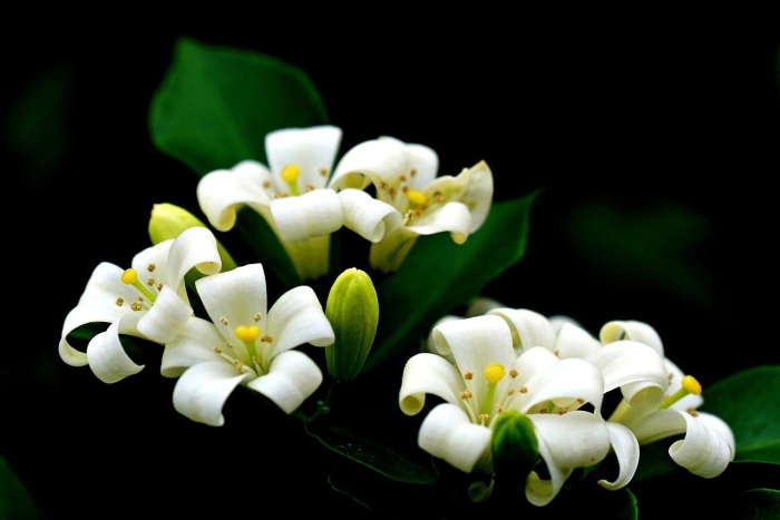 Апельсиновый жасмин мурайя