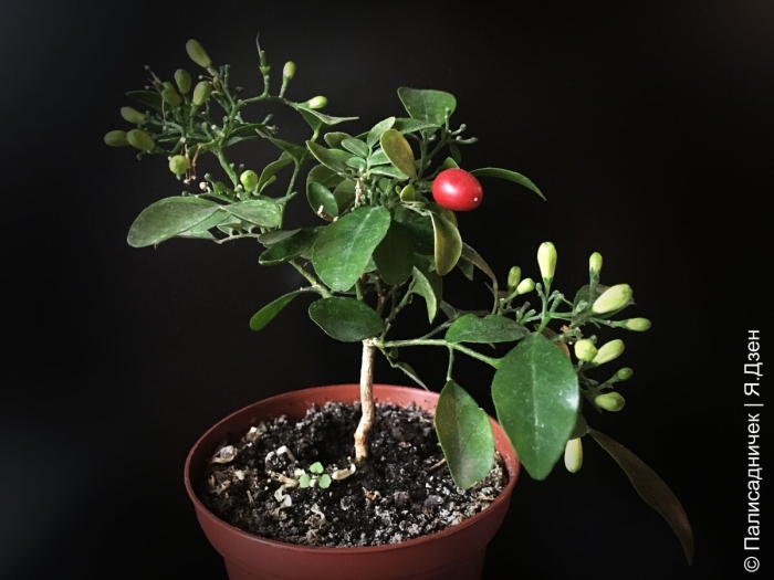 Муррайя растение