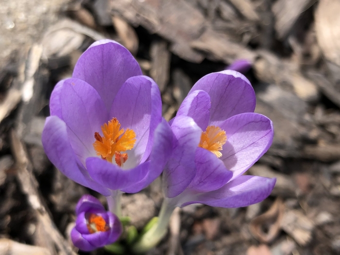 Крокус томазини