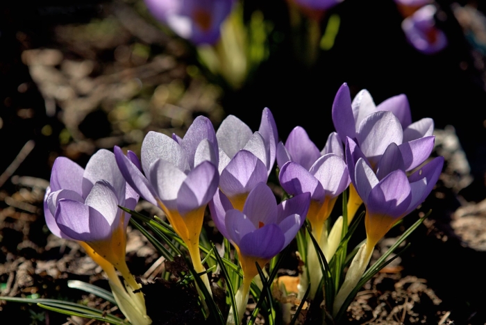 Крокус лилак бьюти