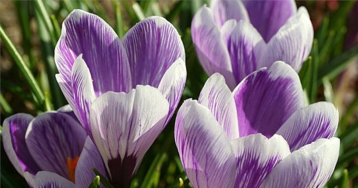 Крокус зефир