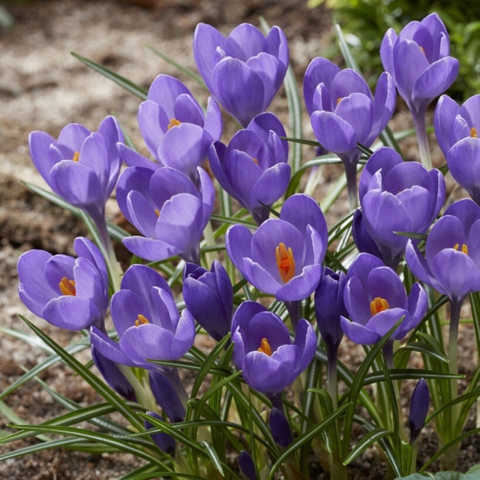Крокус крупноцветковый смесь