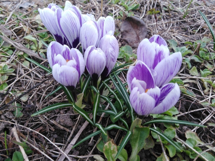 Крокус king striped