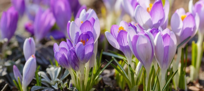 Крокус вангуард