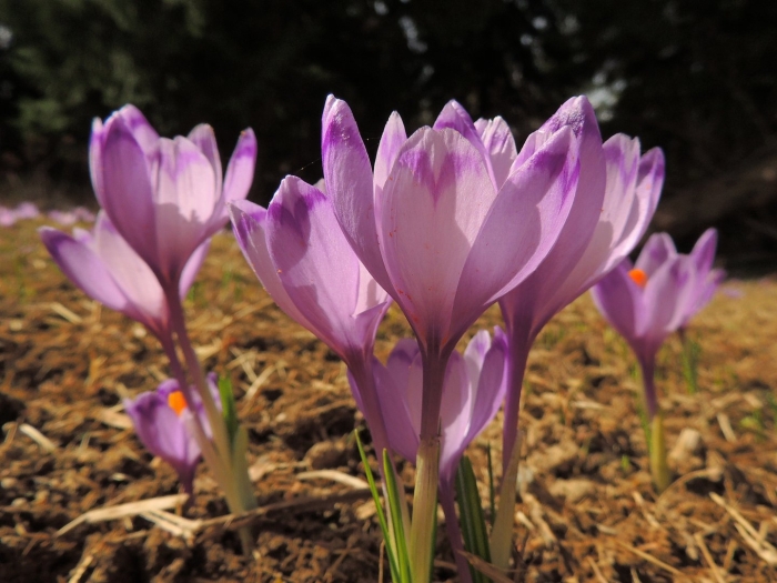 Crocus heuffelianus