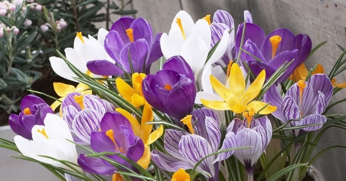 Крокус крупноцветковый микс