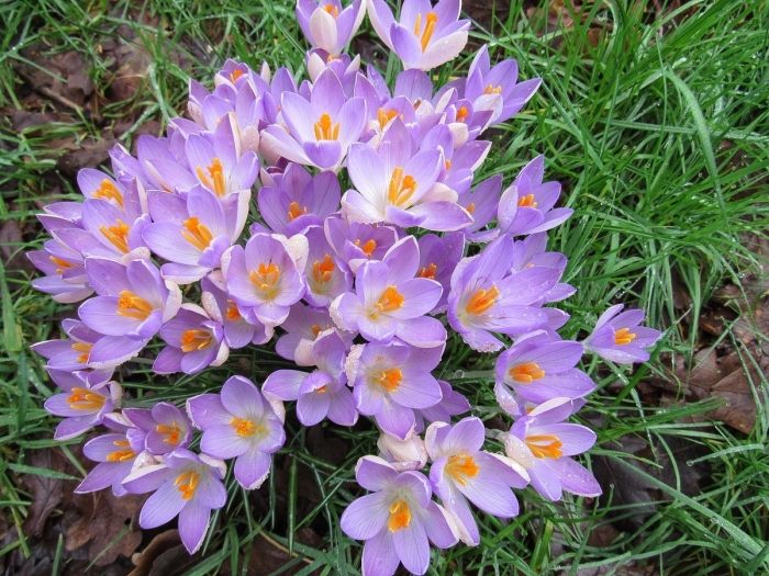 Crocus tommasinianus