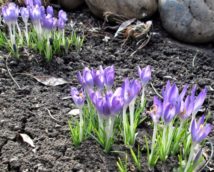 Крокусы в саду