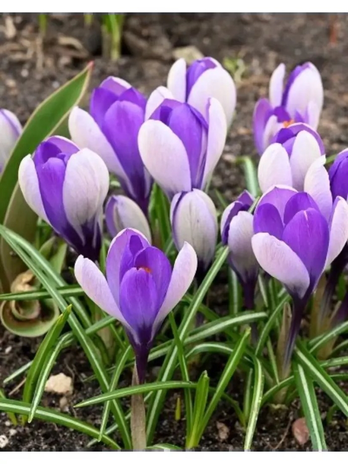 Крокус крупноцветковый вангард