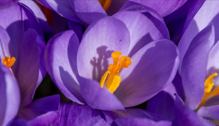 Крокус файрфлай