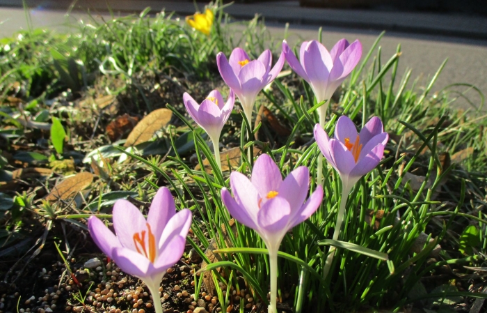 Crocus tommasinianus