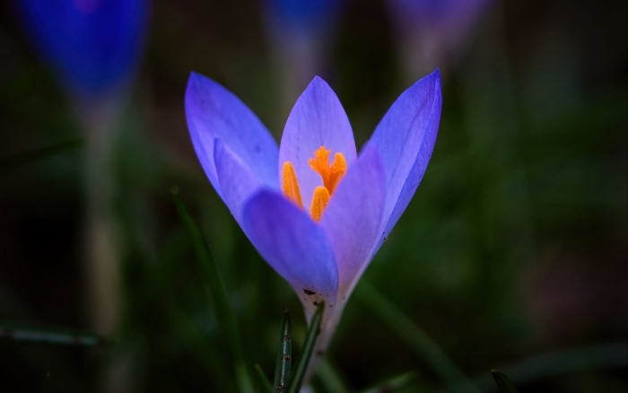 Крокус шафран цветок