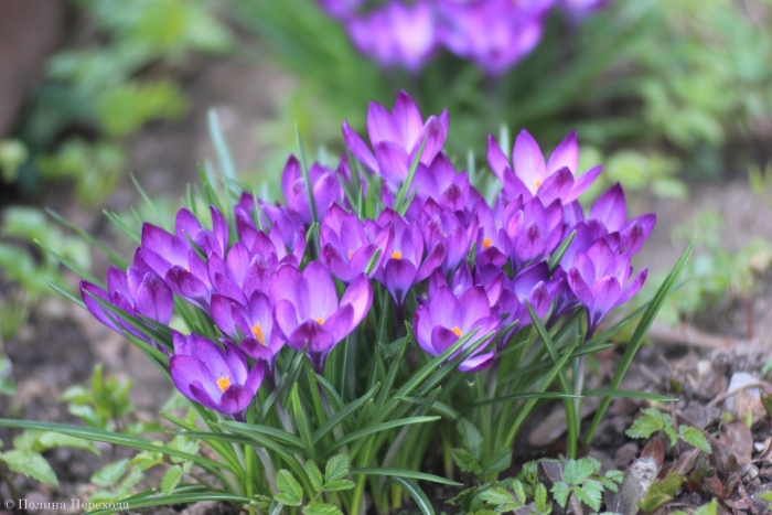 Крокусы и подснежники