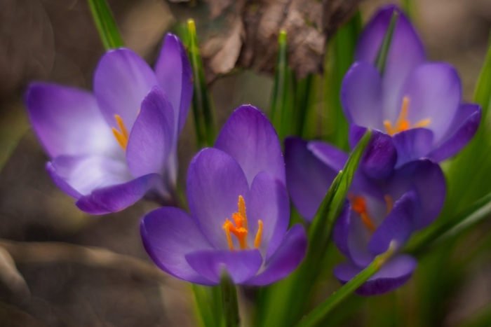 Крокус весенний