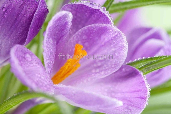 Весенние цветы с росой