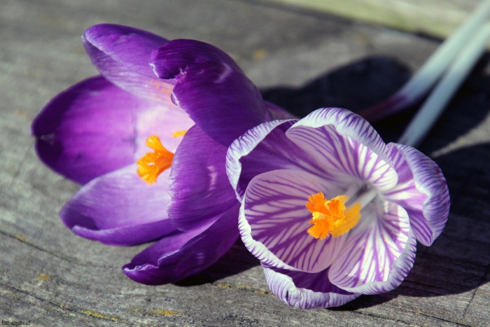 Цветок крокус пиквик