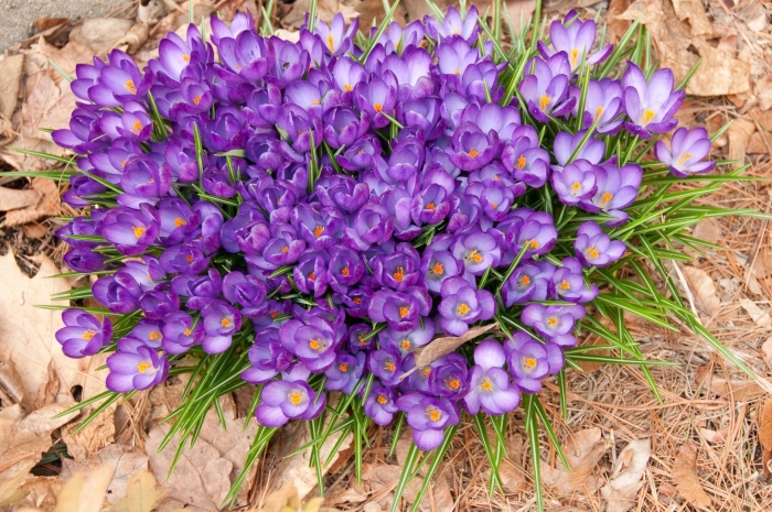 Крокус осенний безвременник