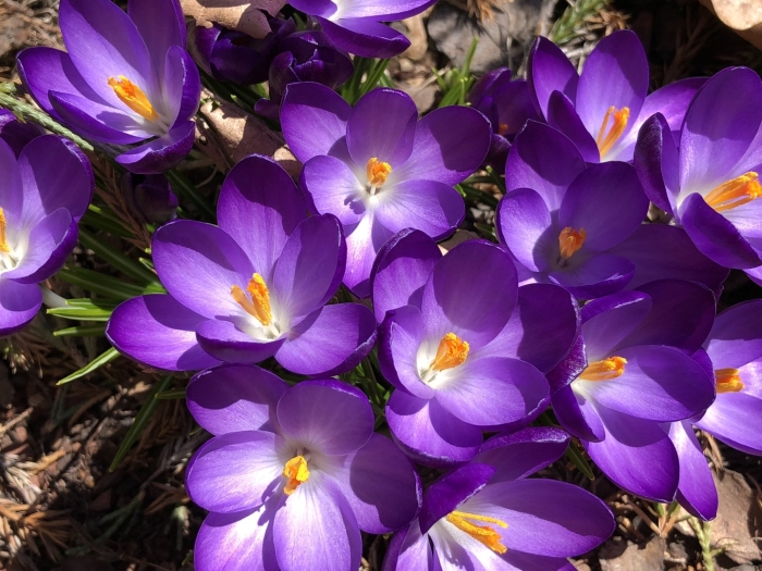 Крокус руби гиант