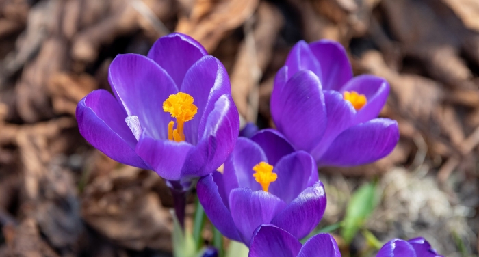 Крокус геральд
