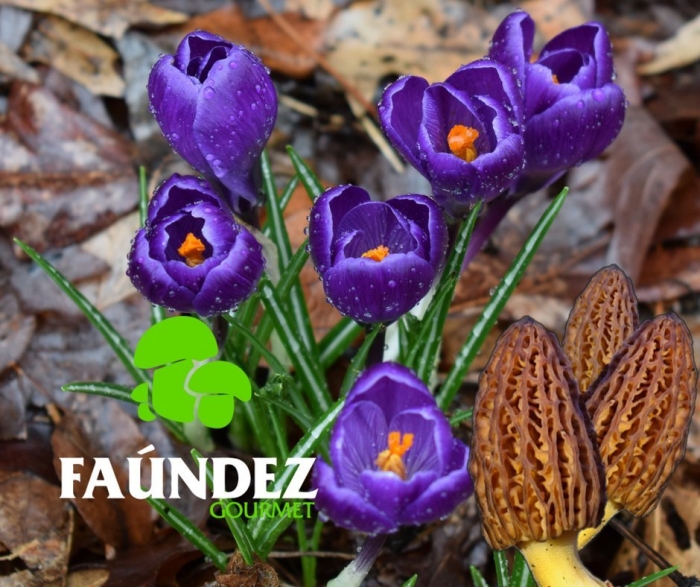 Крокус флауэр рекорд