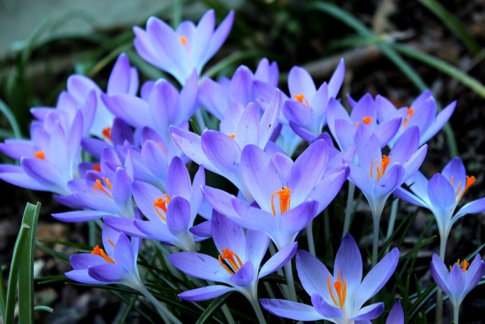 Крокус шафран весенний