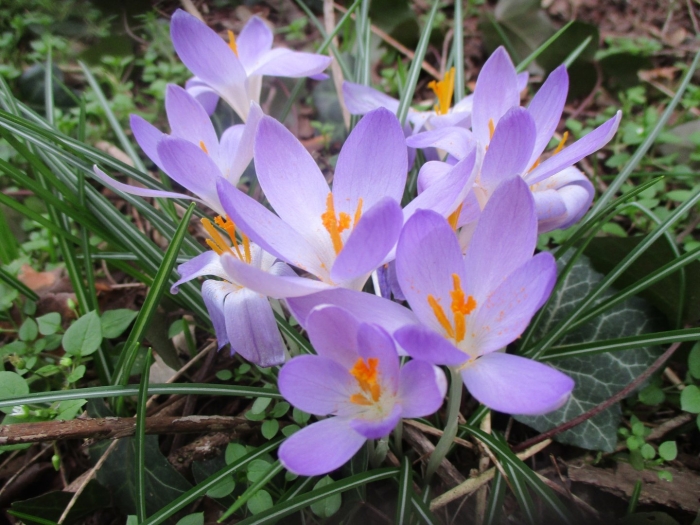 Крокус конкерор