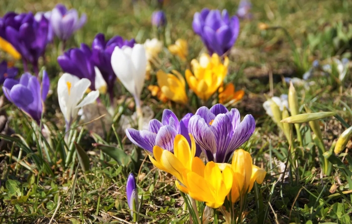 Поляна крокусов