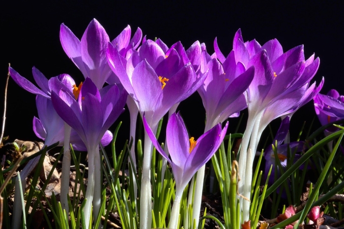 Первоцвет сиреневый крокус
