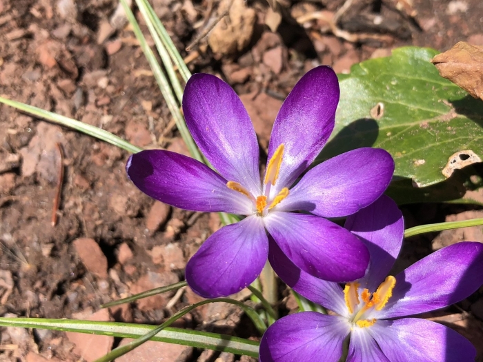 Crocus tommasinianus