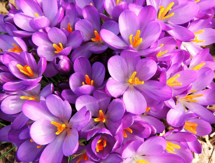 Крокусы весной