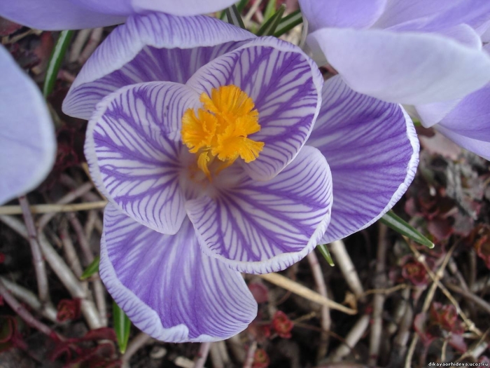 Пиквик крокус