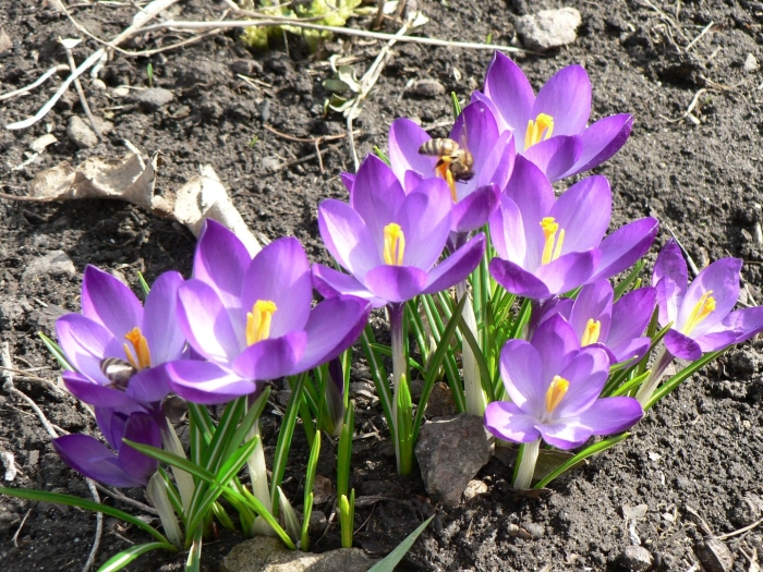 Апрельские крокусы
