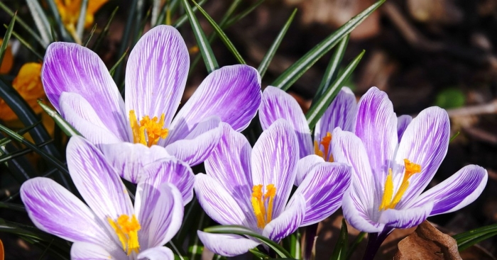 Цветущий крокус